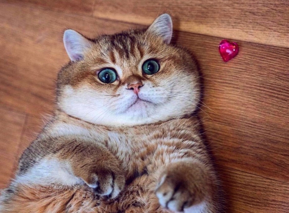 Красивые толстенькие коты