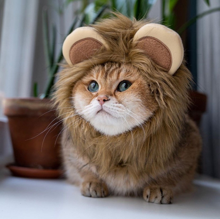 Толстощекий кот