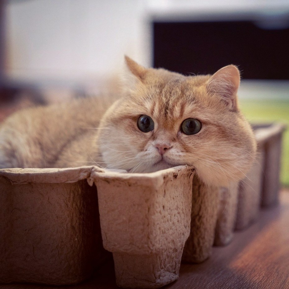 Щекастые котики