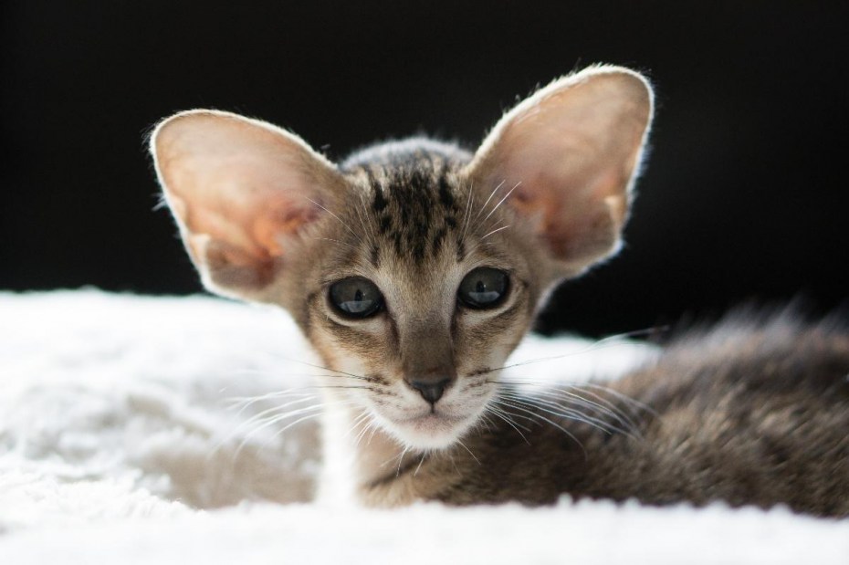 Коты ориенталы