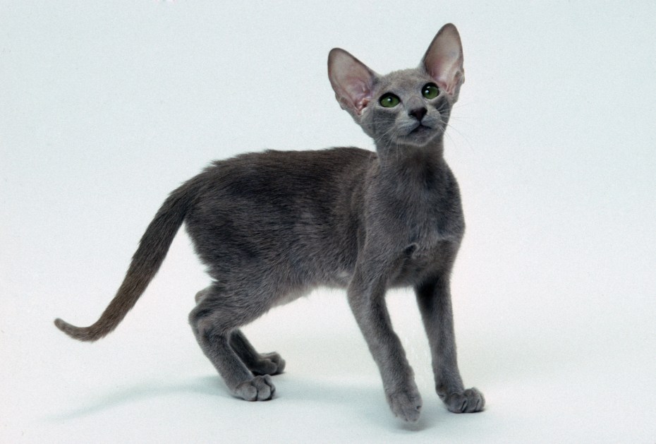 Ориентальная короткошерстная котенок