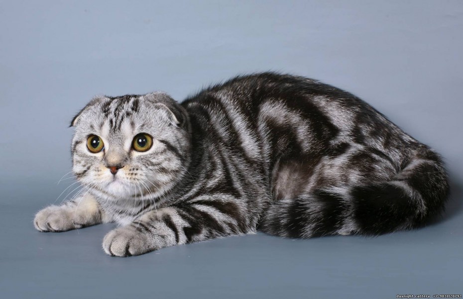 Скоттиш фолд мраморный