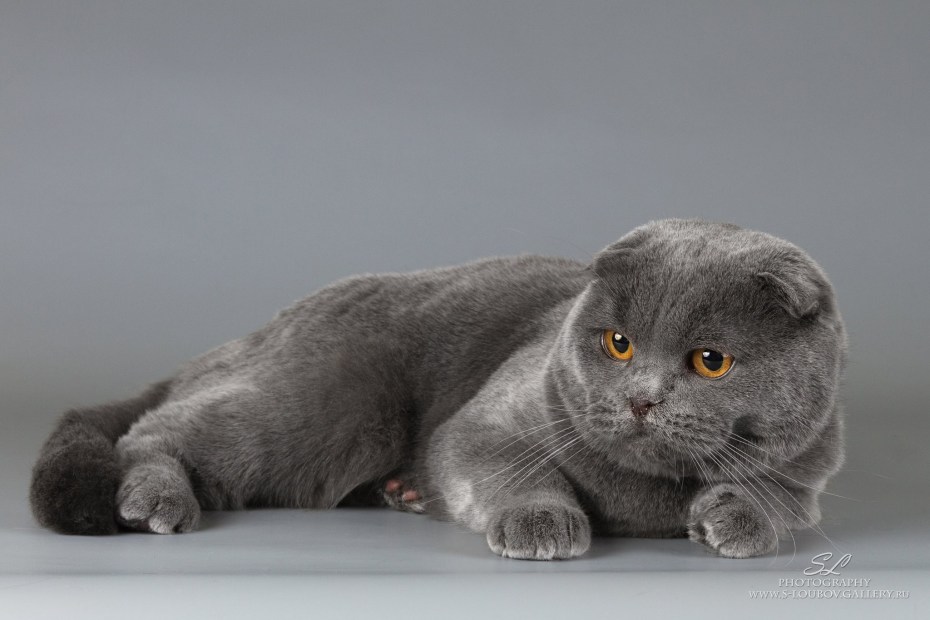 Скоттиш страйт вислоухий