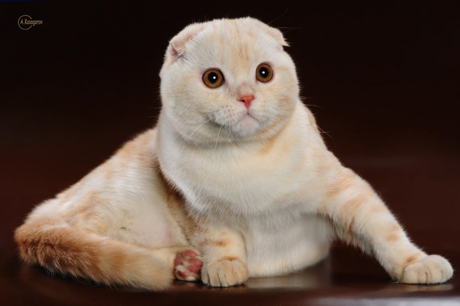 Скоттиш фолд камео
