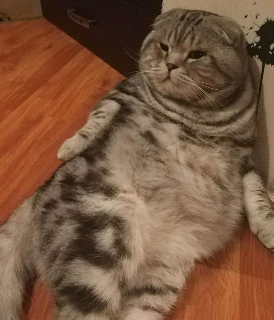 Упитанный скоттиш фолд