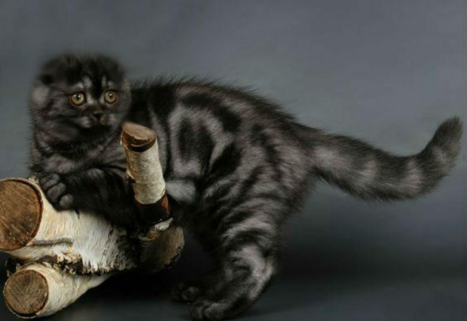 Шотландский вислоухий кот черный мрамор