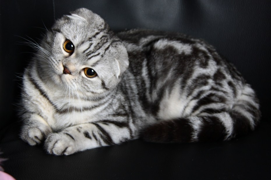 Шотландская кошка вислоухая бабочка