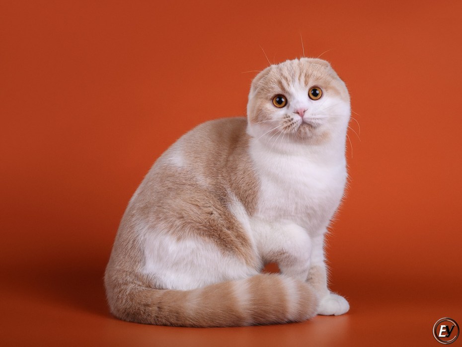 Шотландский скоттиш фолд биколор