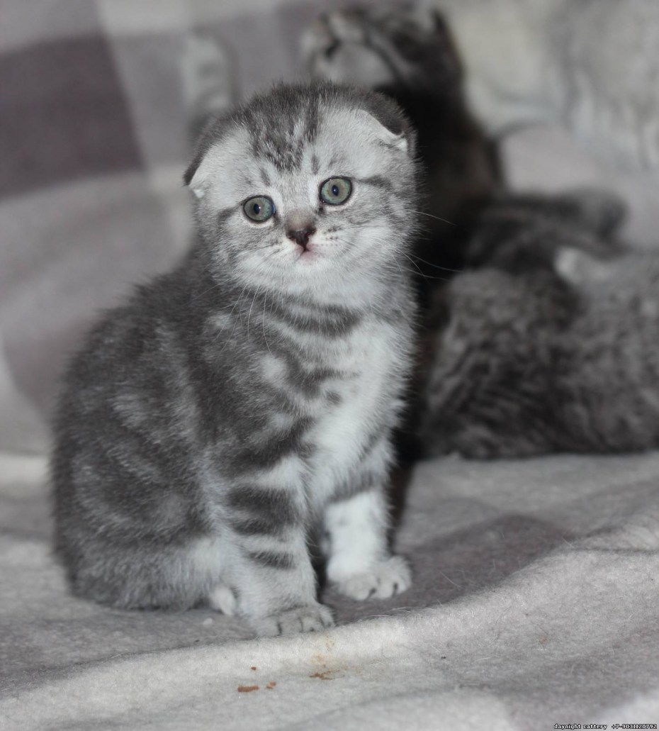 Шотландские вислоухие котята вискас