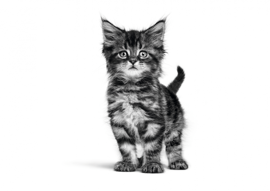 Котята Мейн куны на белом фоне