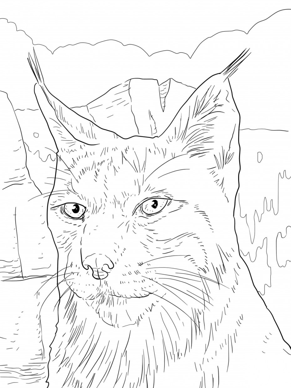 Котенок. Раскраска