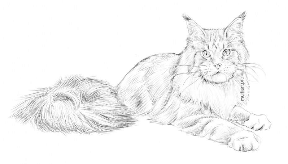 Кот Мейн кун