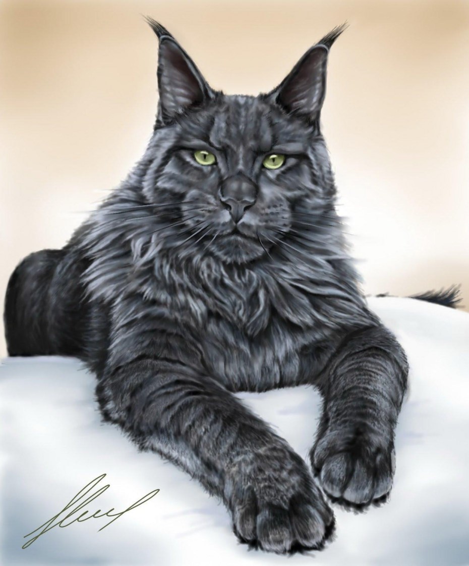 Цезарь кот Мейн кун