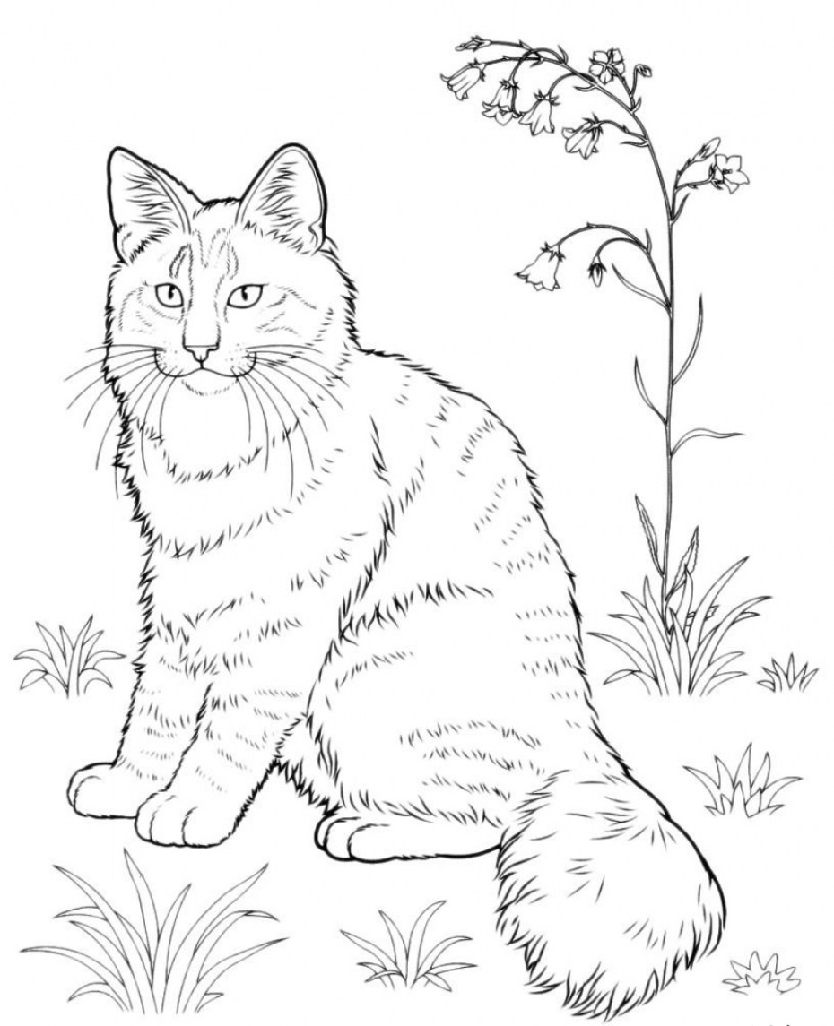 Рисунок кошки для раскрашивания