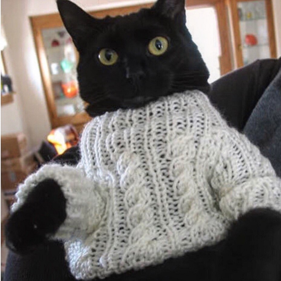 Коты в свитерах