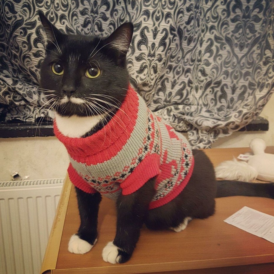 Коты в свитерах