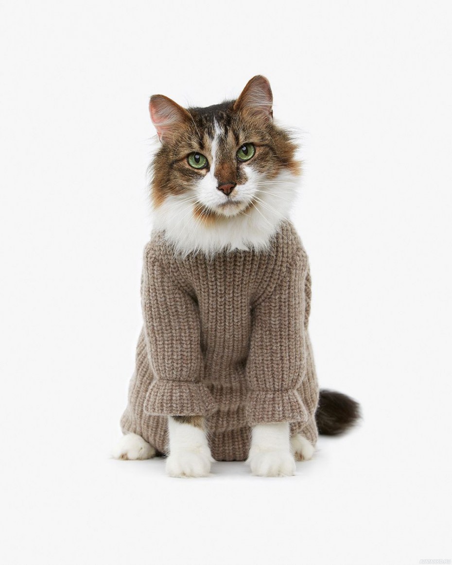 Котики в одежде