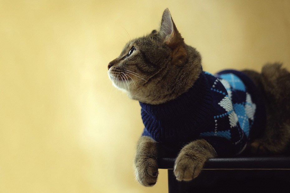 Котик в кофточке