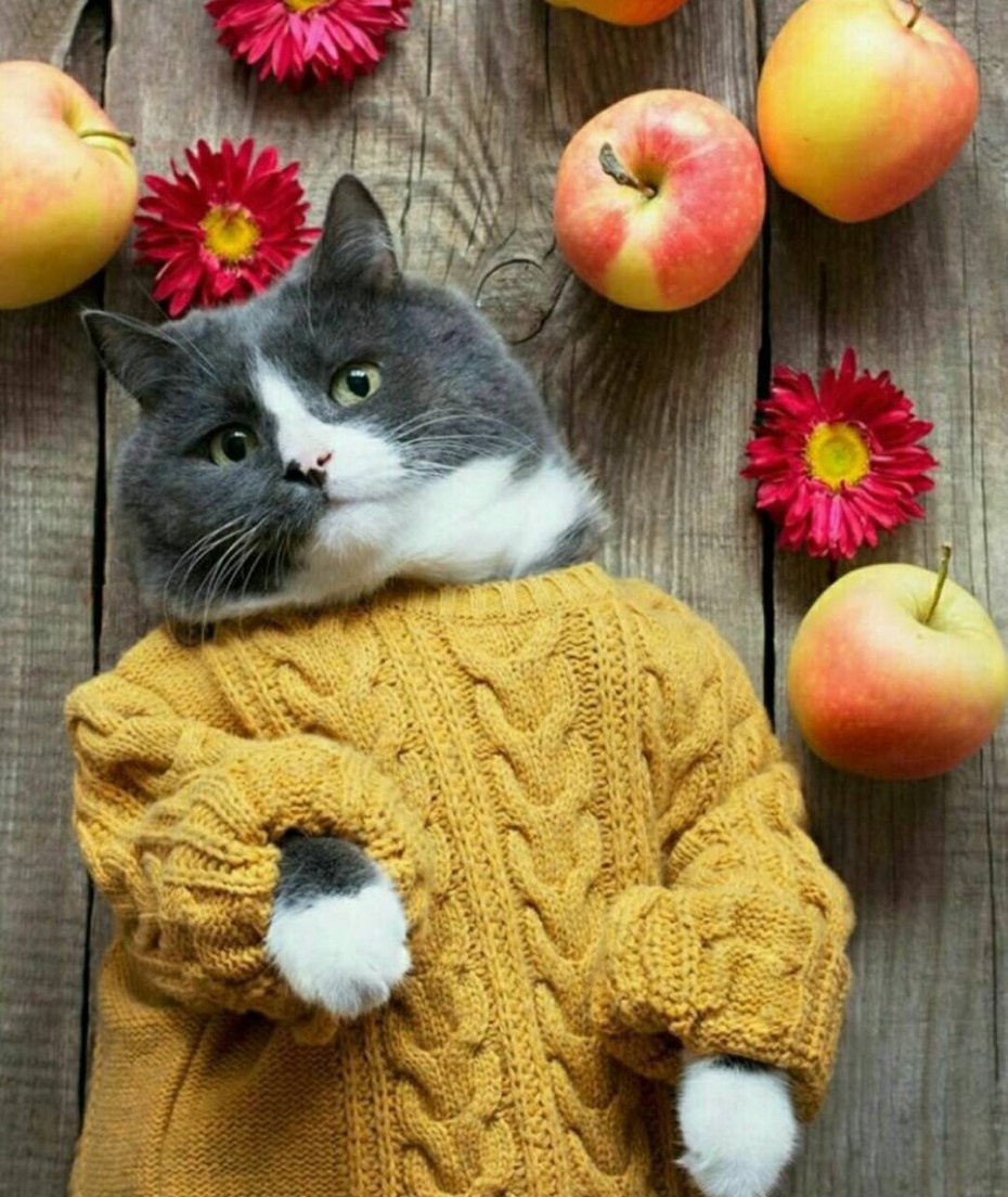 Уютный котик