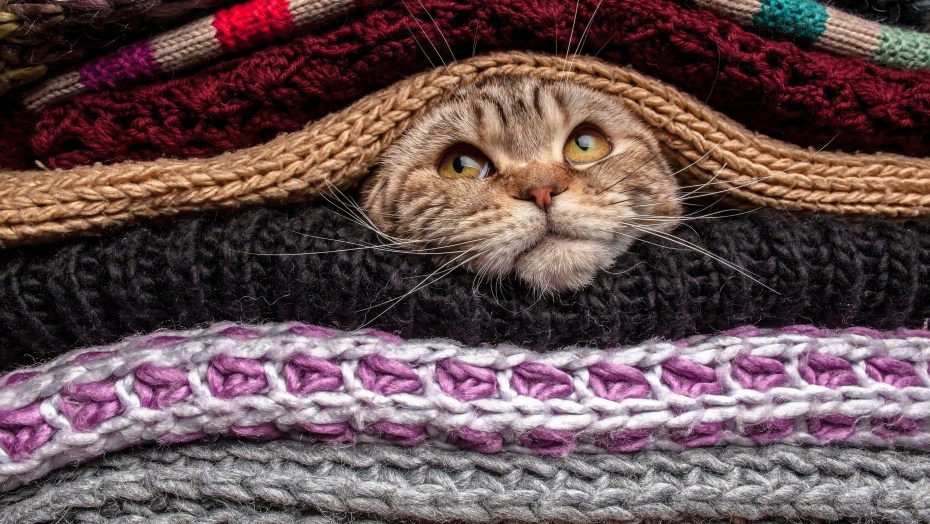 Вязаные вещи для кота