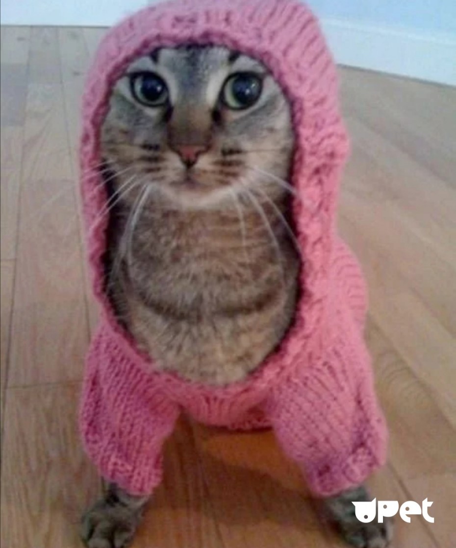 Котик в кофточке