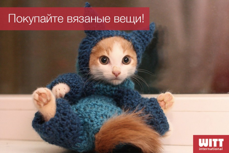 Котики в вязаных вещах