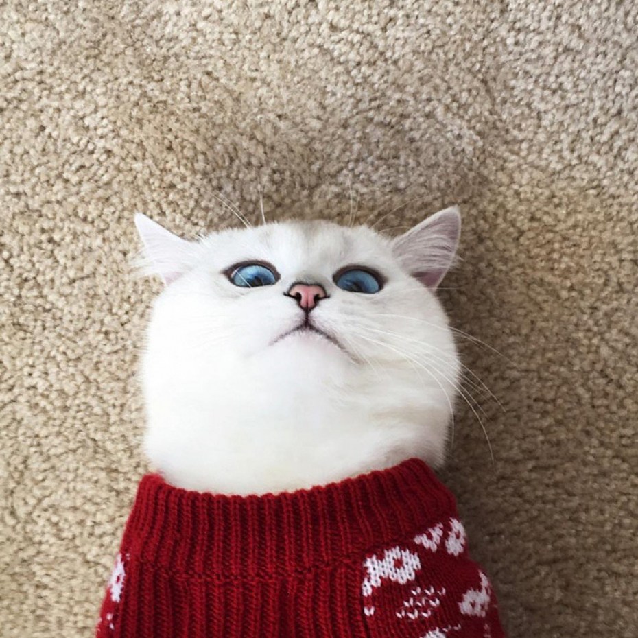 Котик Коби самый красивый в мире