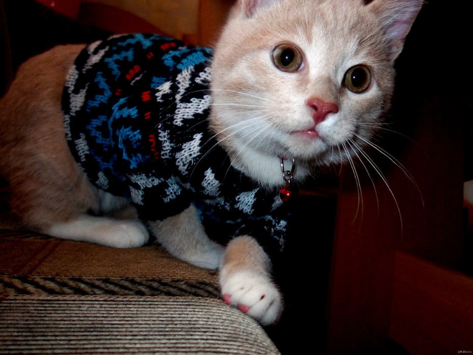 Картинка кота в свитере