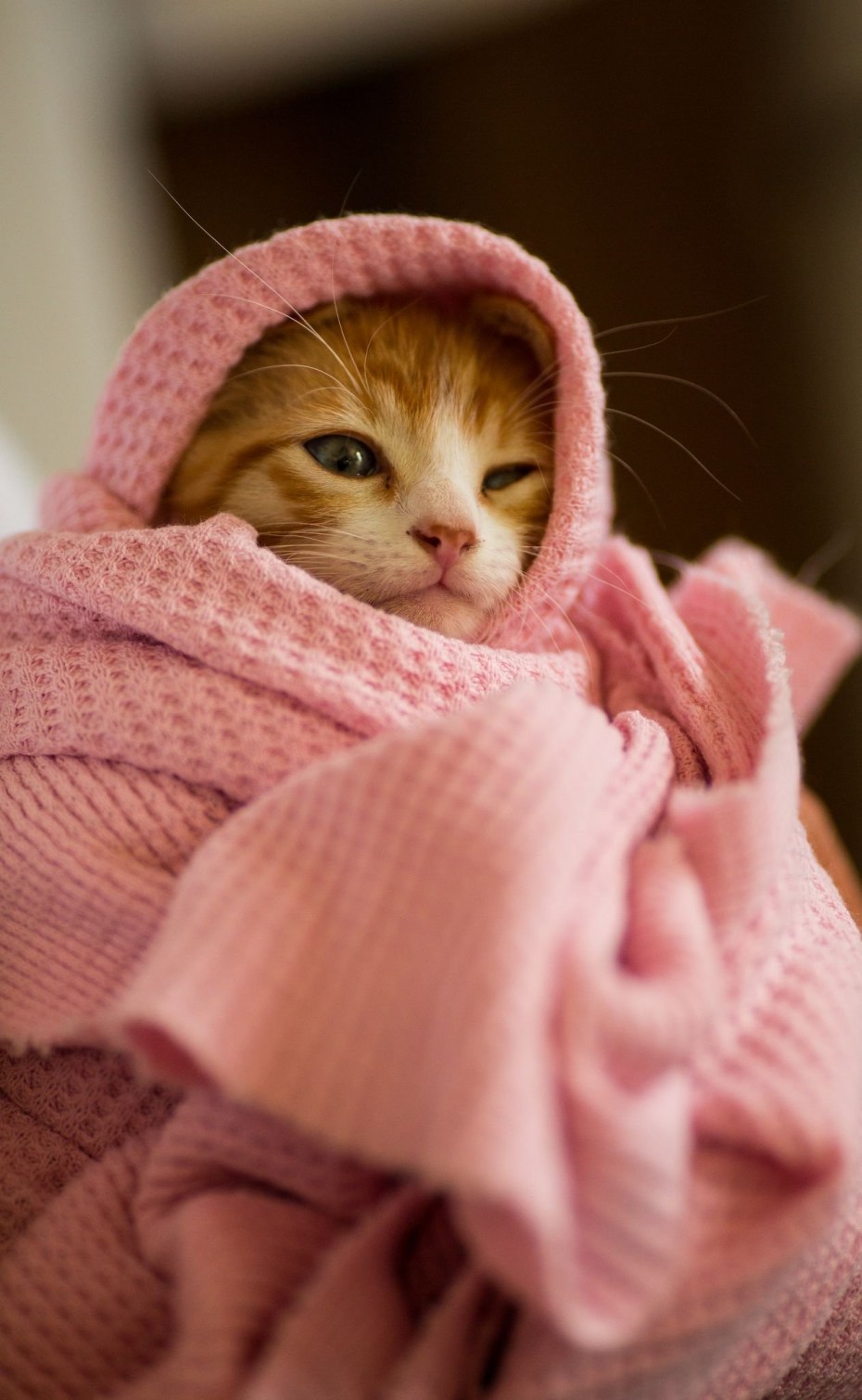 Кот в одежде