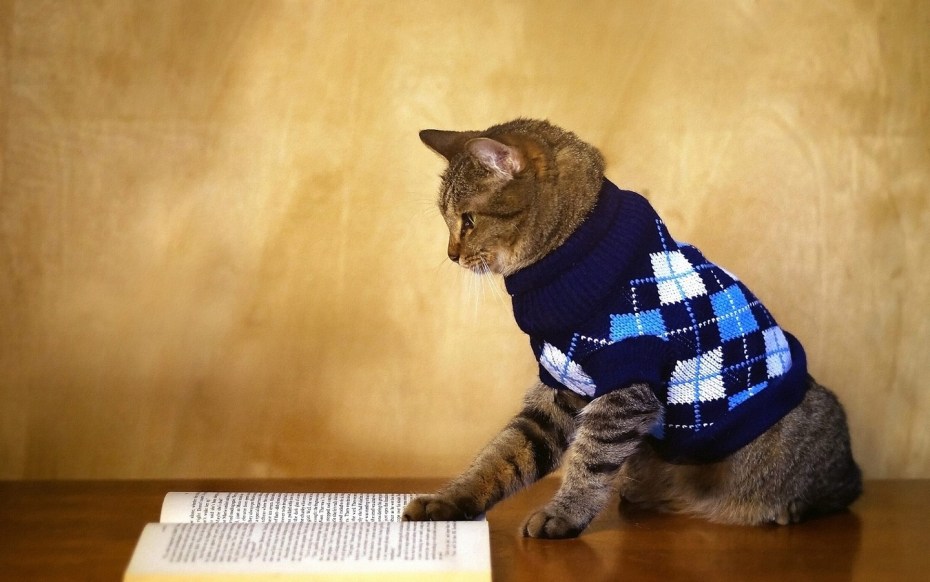 Коты в одежде