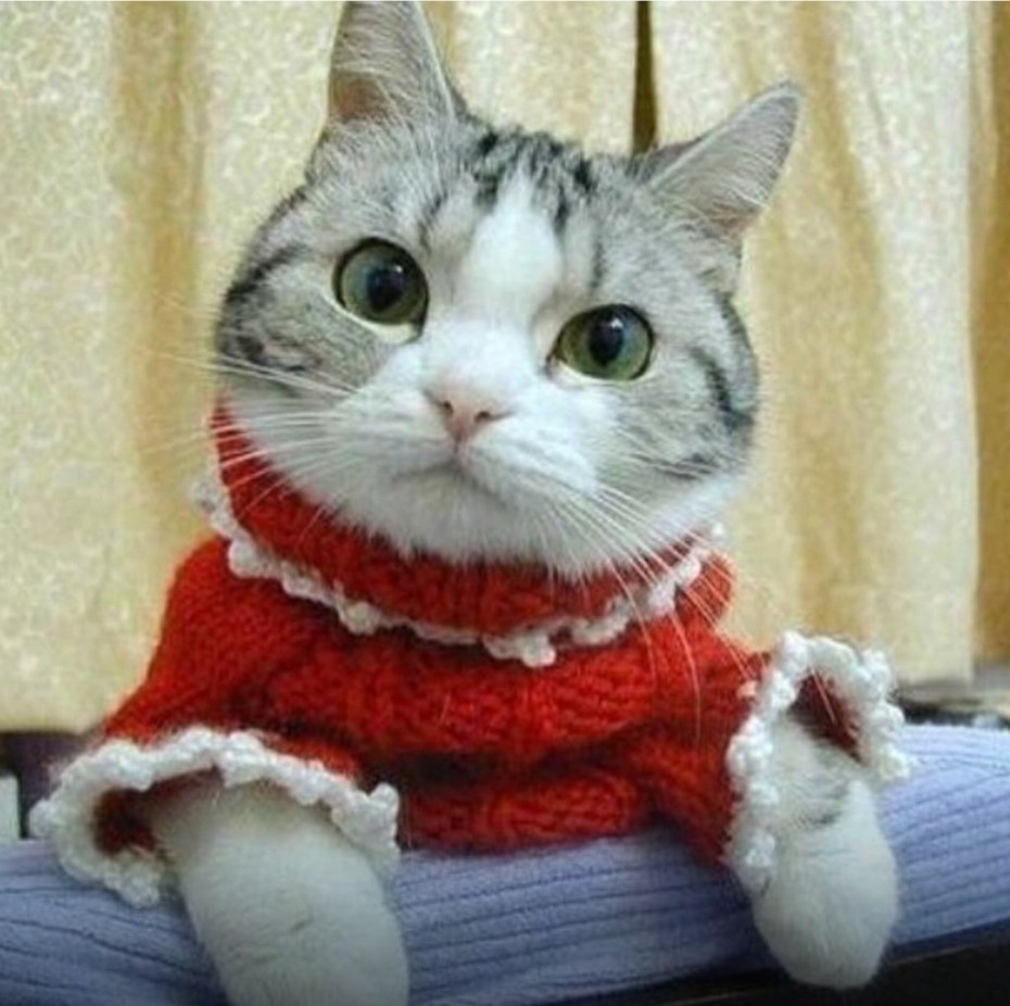 Смешной свитер с котом