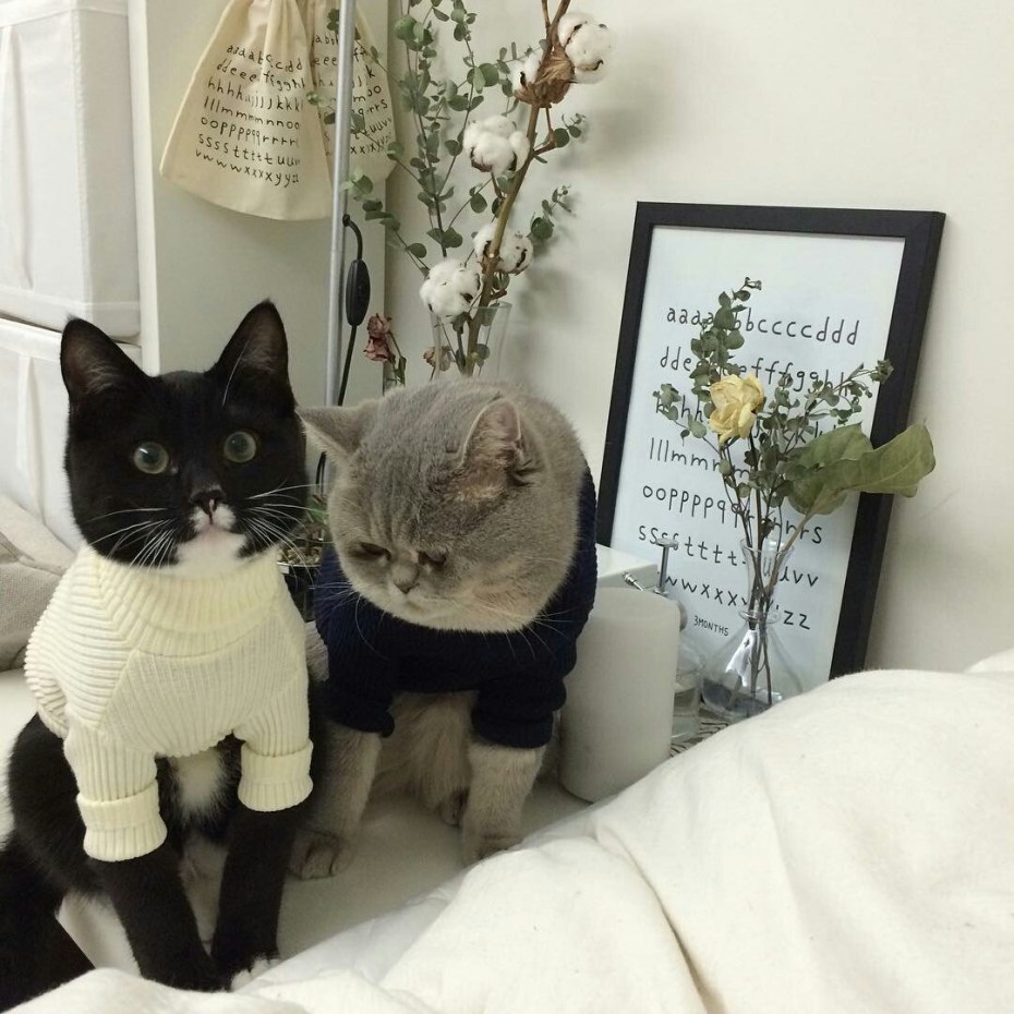 Вещи с котиками