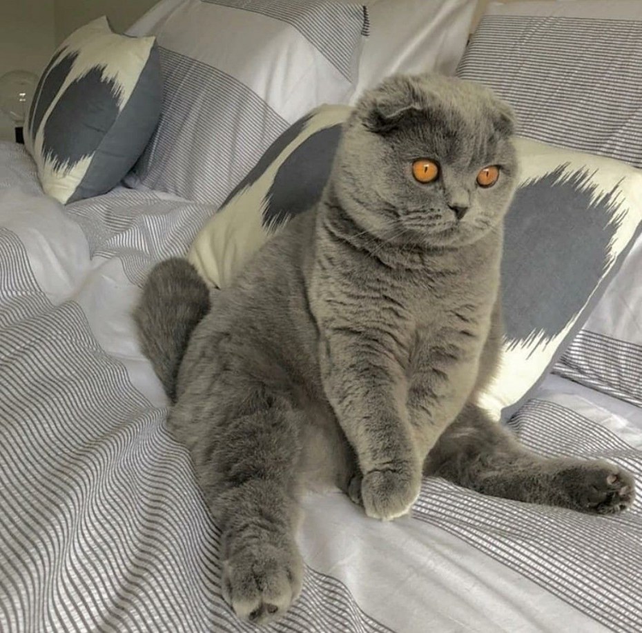 Упитанный скоттиш фолд