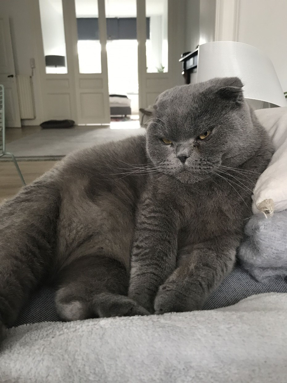 Жирный британский вислоухий кот