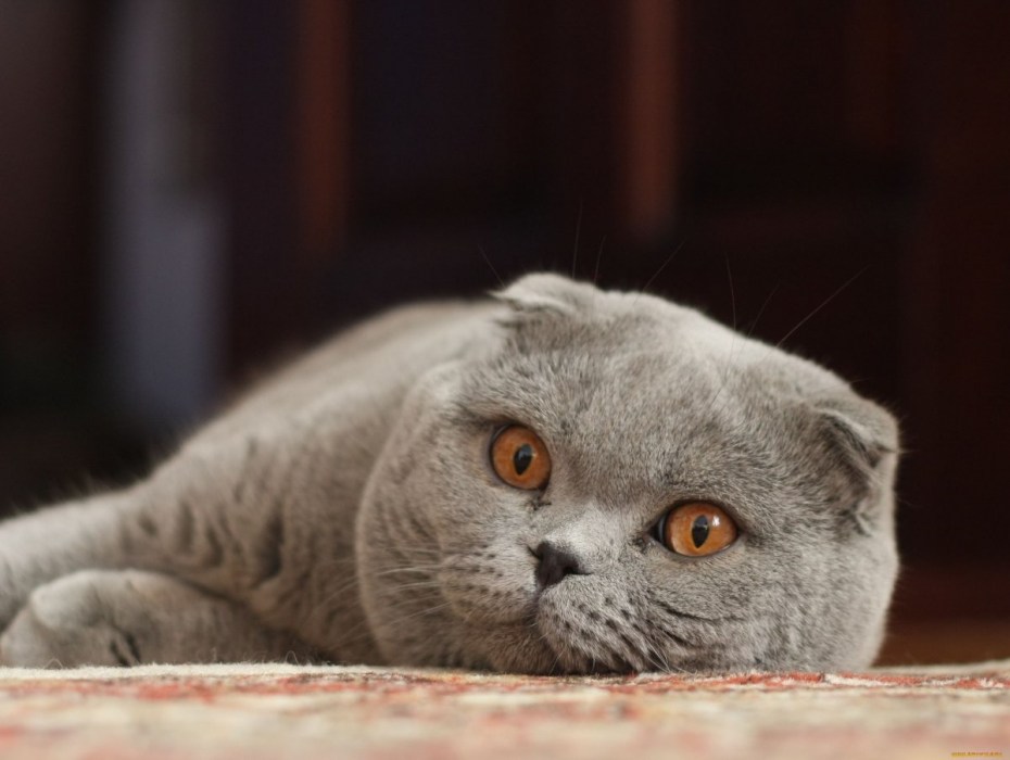 Шотландская вислоухая кошка рыжая