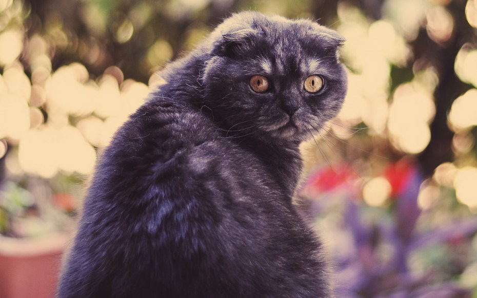 Шотландская вислоухая кошка серая