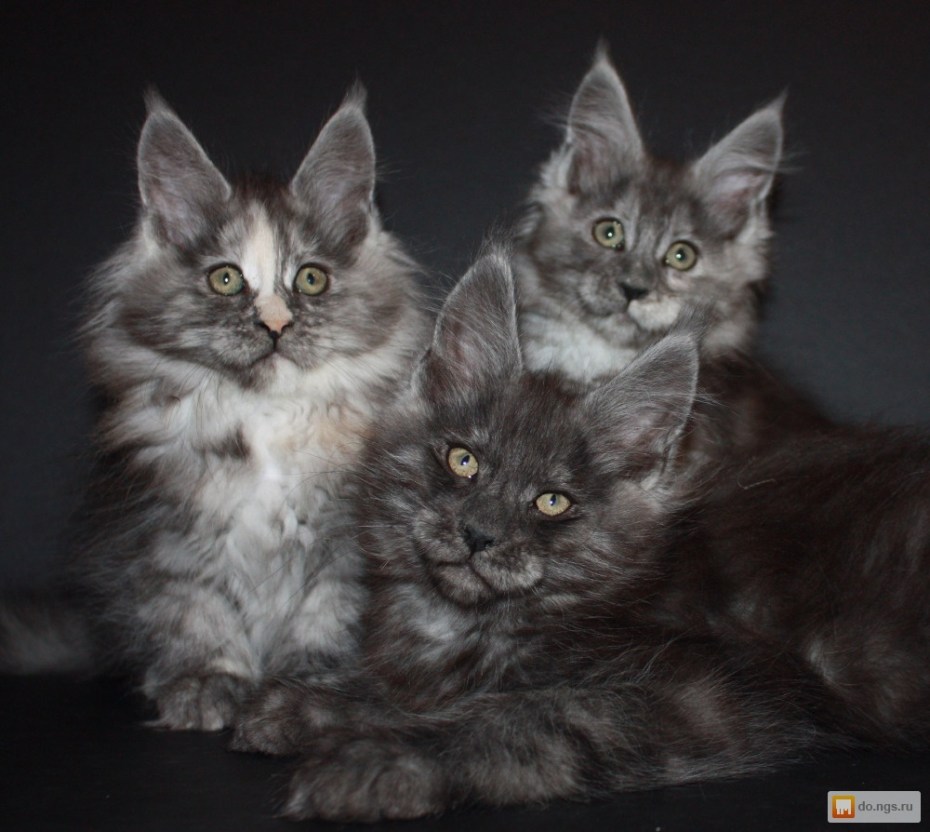 Котята Мейн кун