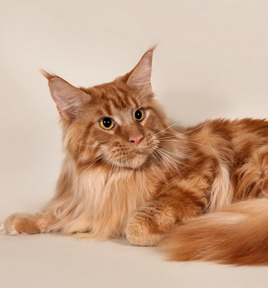 Мейн кун кот красный Солид