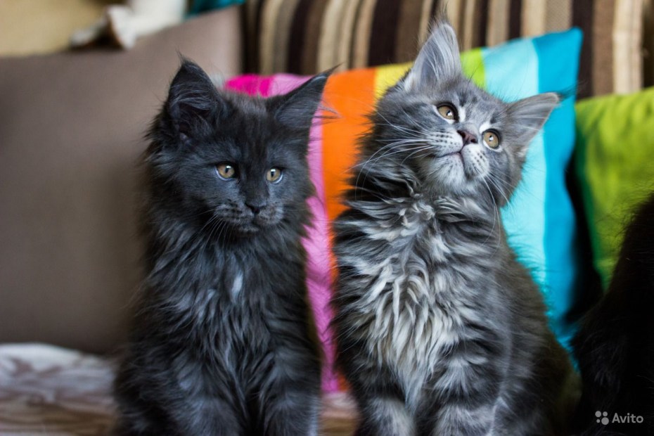 Котята Мейн кун редкий окрас