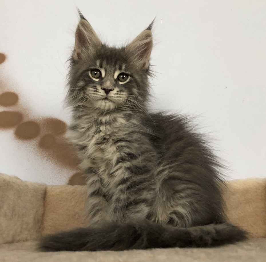 Котята Мейн кун Лесной окрас