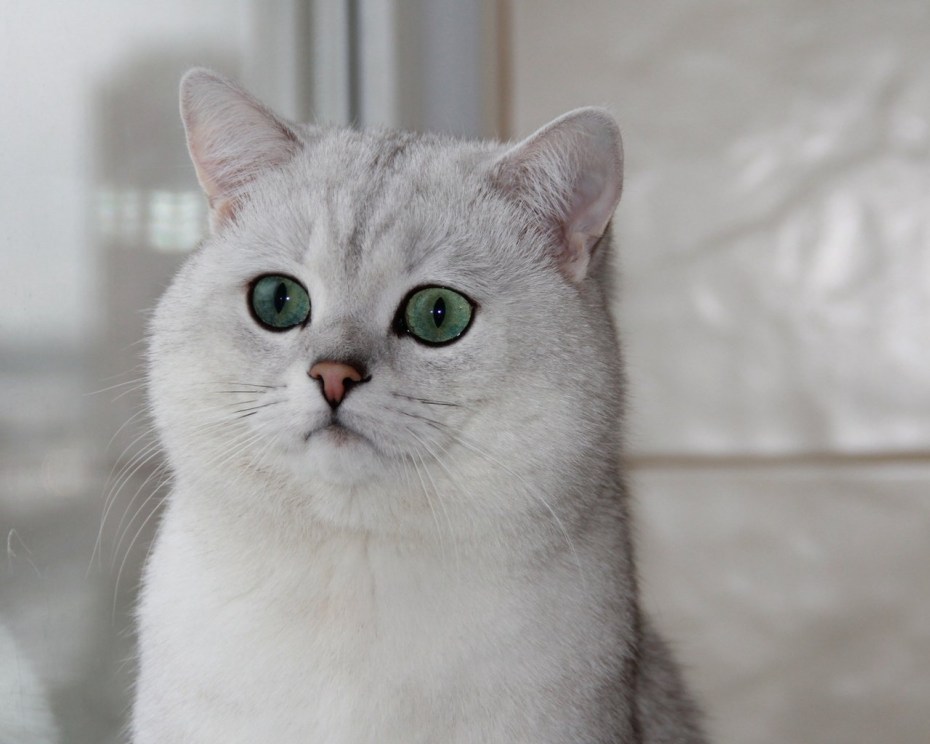 Британский кот шиншилла дымчатый