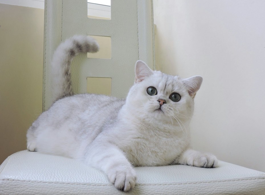 Британская шиншилла белая