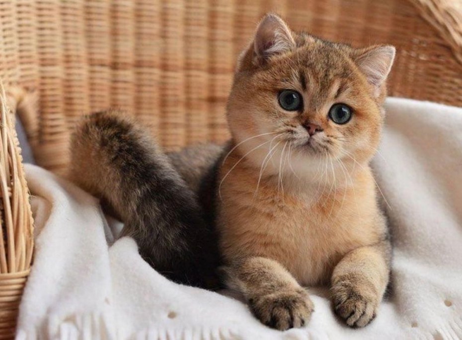 Британская кошка Золотая шиншилла