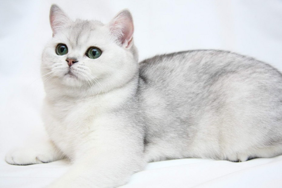 Шотландская короткошерстная Золотая шиншилла