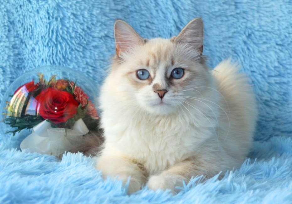 Балинезийская кошка колор Пойнт