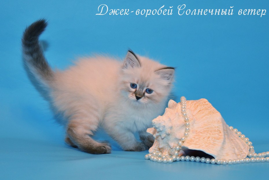 Сноу-Шу кошка