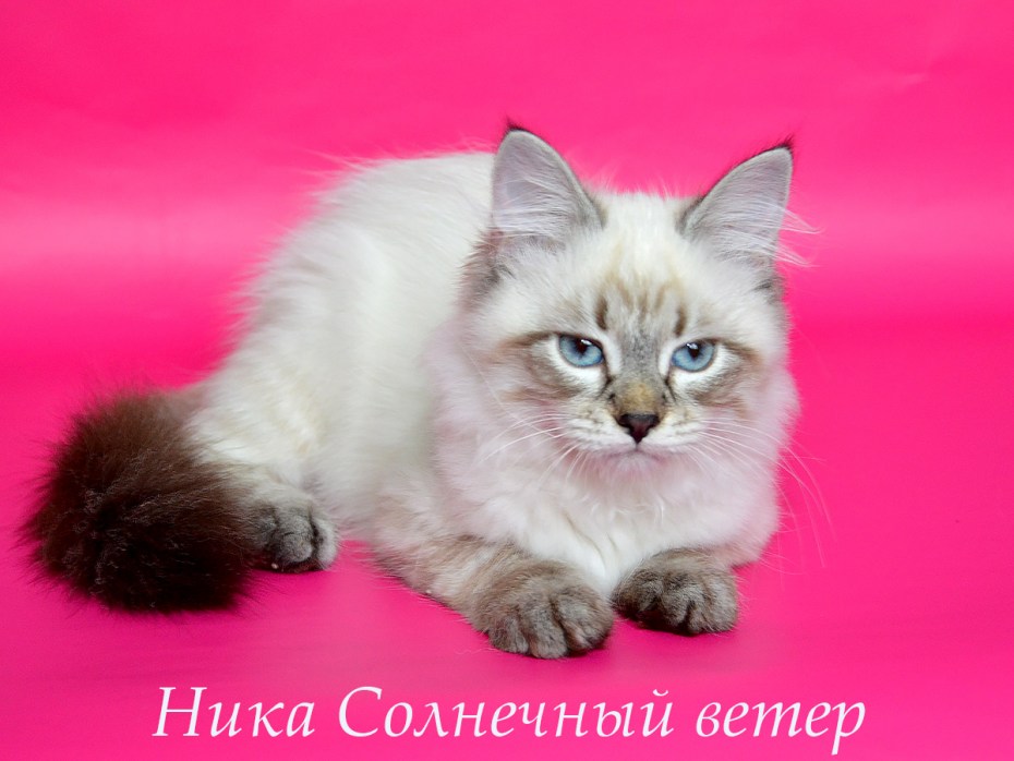 Невская маскарадная
