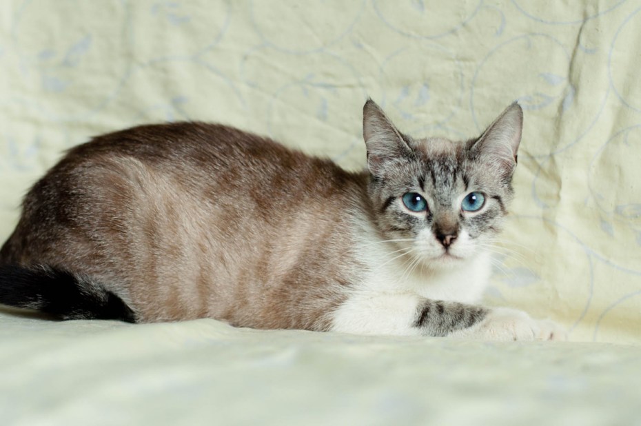 Сколько стоит Королевский кот в Тюмени