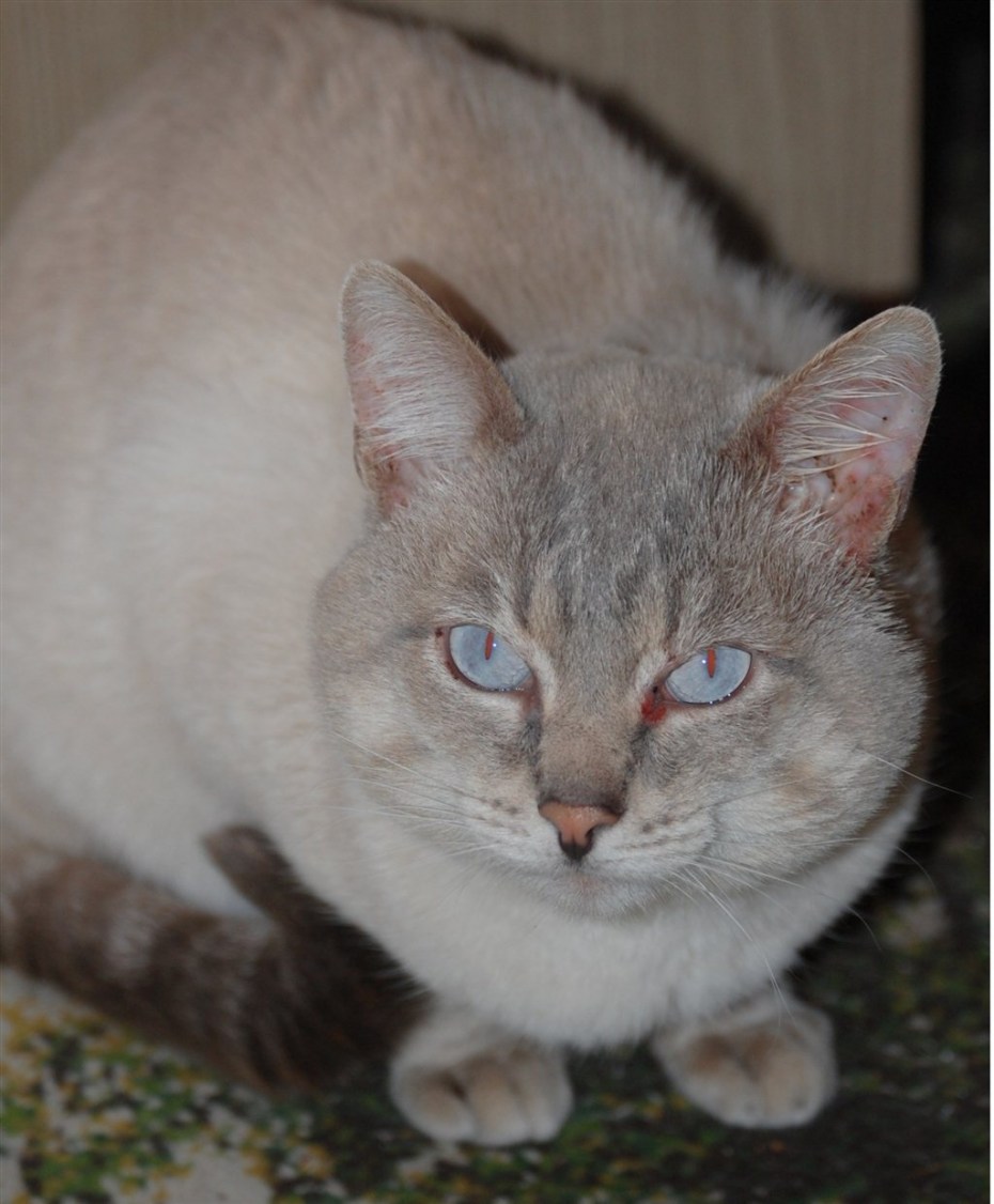 Tortie point тайская кошка