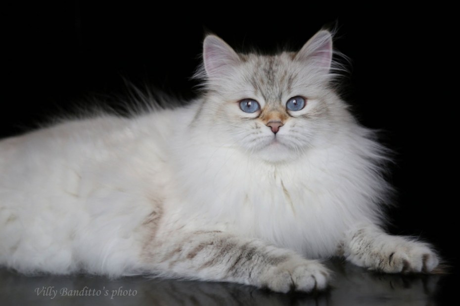 Священная Бирма окрас Seal tortie